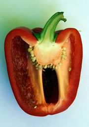 red-pepper