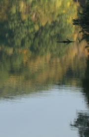 reflections2